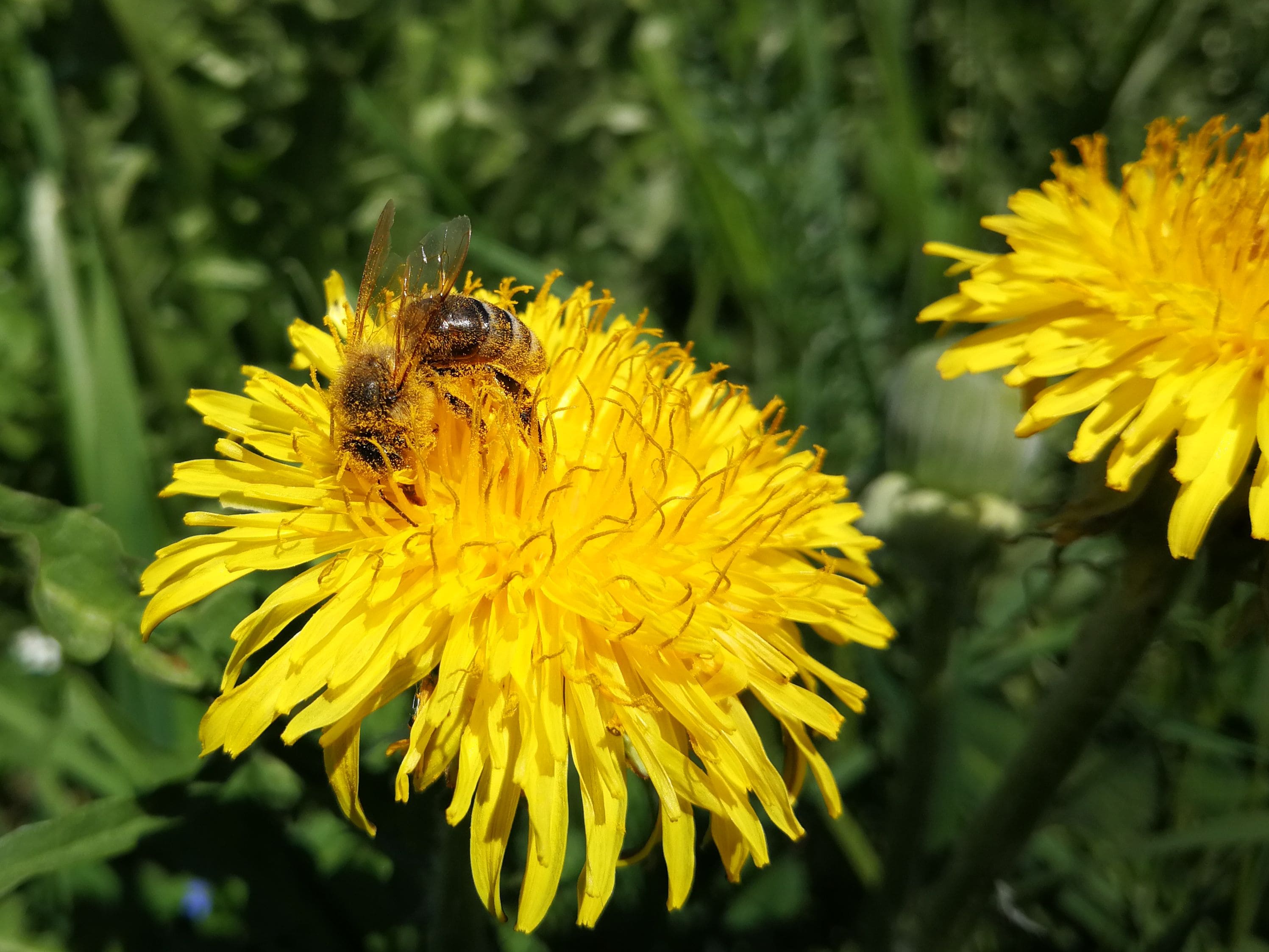 Honig Biene im Flug